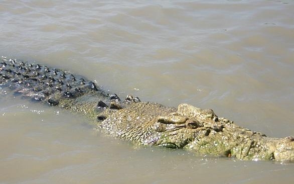 Krokodil falt fel egy horgászt az ausztrál Adelaide folyóban