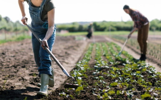 Változás július 1-től: évente 120 napot lehet alkalmi és idénymunkában dolgozni